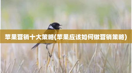 苹果营销十大策略(苹果应该如何做营销策略)