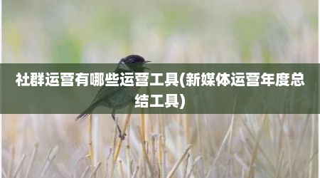 社群运营有哪些运营工具(新媒体运营年度总结工具)