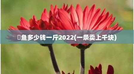 鳡鱼多少钱一斤2022(一条卖上千块)