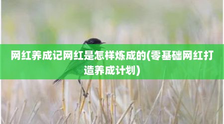 网红养成记网红是怎样炼成的(零基础网红打造养成计划)
