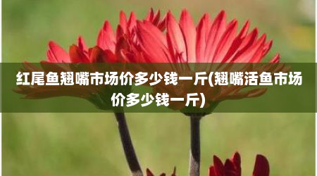 红尾鱼翘嘴市场价多少钱一斤(翘嘴活鱼市场价多少钱一斤)
