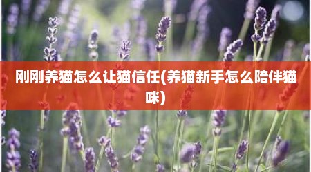 刚刚养猫怎么让猫信任(养猫新手怎么陪伴猫咪)