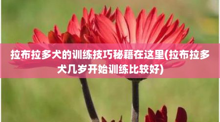 拉布拉多犬的训练技巧秘籍在这里(拉布拉多犬几岁开始训练比较好)