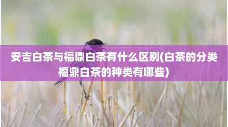 安吉白茶与福鼎白茶有什么区别(白茶的分类福鼎白茶的种类有哪些)