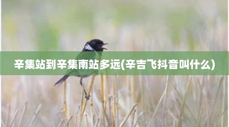 辛集站到辛集南站多远(辛吉飞抖音叫什么)