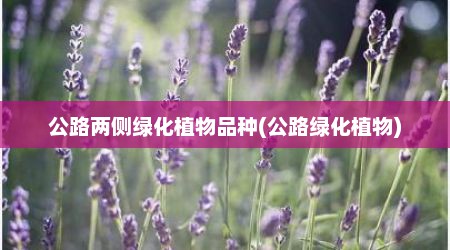 公路两侧绿化植物品种(公路绿化植物)