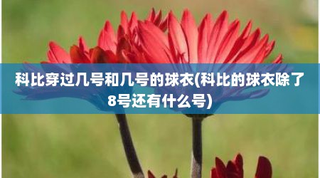 科比穿过几号和几号的球衣(科比的球衣除了8号还有什么号)