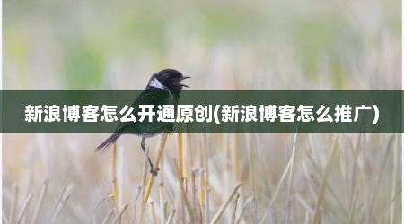 新浪博客怎么开通原创(新浪博客怎么推广)