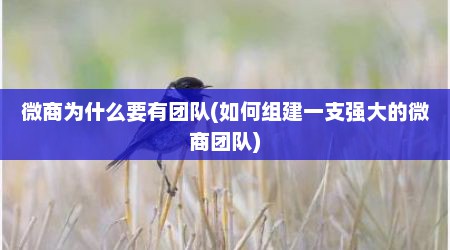 微商为什么要有团队(如何组建一支强大的微商团队)