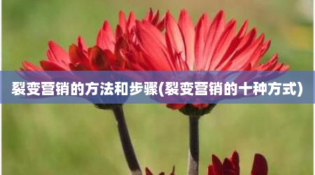 裂变营销的方法和步骤(裂变营销的十种方式)