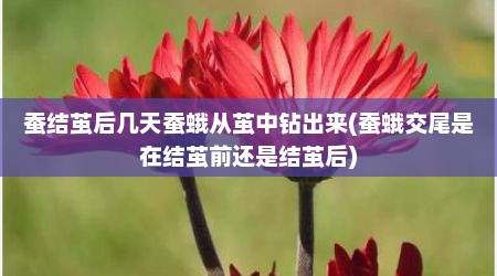 蚕结茧后几天蚕蛾从茧中钻出来(蚕蛾交尾是在结茧前还是结茧后)