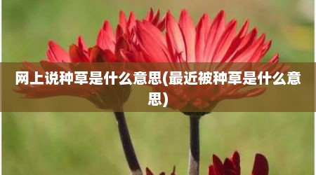 网上说种草是什么意思(最近被种草是什么意思)