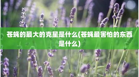 苍蝇的最大的克星是什么(苍蝇最害怕的东西是什么)