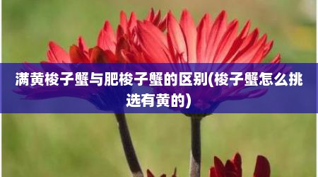 满黄梭子蟹与肥梭子蟹的区别(梭子蟹怎么挑选有黄的)
