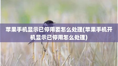 苹果手机显示已停用要怎么处理(苹果手机开机显示已停用怎么处理)