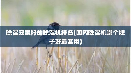 除湿效果好的除湿机排名(国内除湿机哪个牌子好最实用)