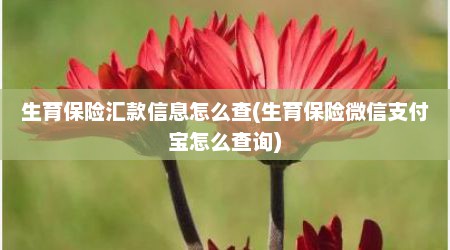 生育保险汇款信息怎么查(生育保险微信支付宝怎么查询)