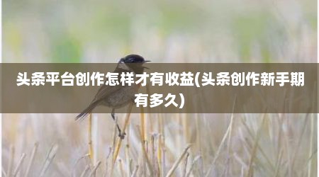 头条平台创作怎样才有收益(头条创作新手期有多久)