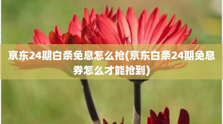 京东24期白条免息怎么抢(京东白条24期免息券怎么才能抢到)