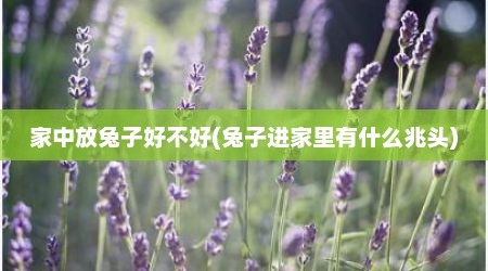 家中放兔子好不好(兔子进家里有什么兆头)