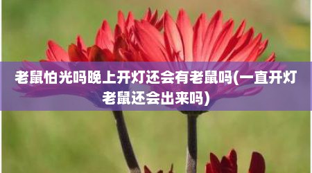 老鼠怕光吗晚上开灯还会有老鼠吗(一直开灯老鼠还会出来吗)