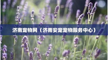 济南宠物网（济南安宠宠物服务中心）