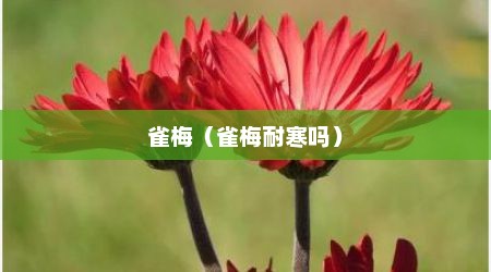 雀梅（雀梅耐寒吗）