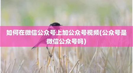如何在微信公众号上加公众号视频(公众号是微信公众号吗)
