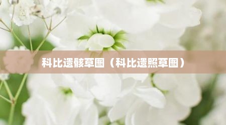 科比遗骸草图（科比遗照草图）
