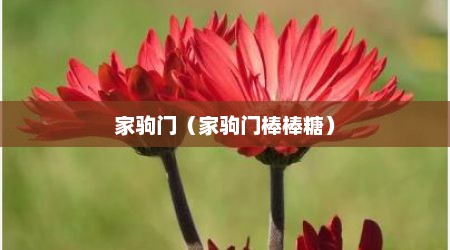 家驹门（家驹门棒棒糖）