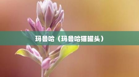 玛鲁哈（玛鲁哈猫罐头）