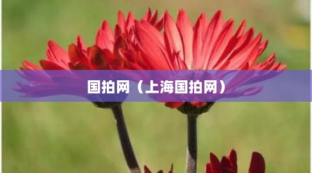国拍网（上海国拍网）