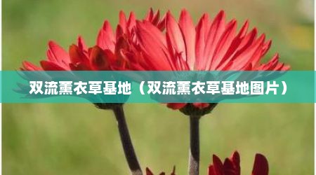 双流薰衣草基地（双流薰衣草基地图片）