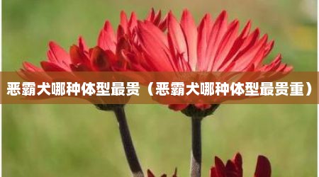 恶霸犬哪种体型最贵（恶霸犬哪种体型最贵重）