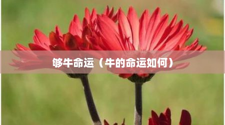 够牛命运（牛的命运如何）