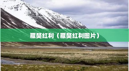 藏獒红利（藏獒红利图片）