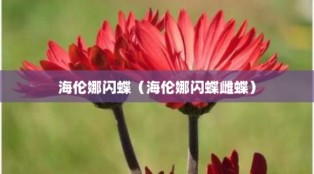 海伦娜闪蝶（海伦娜闪蝶雌蝶）