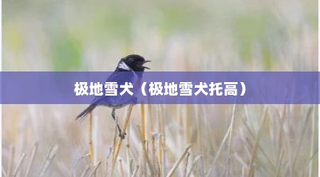 极地雪犬（极地雪犬托高）