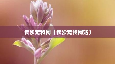 长沙宠物网（长沙宠物网站）