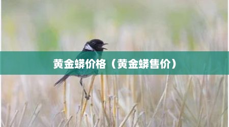 黄金蟒价格（黄金蟒售价）