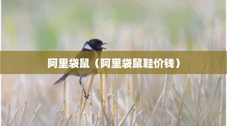 阿里袋鼠（阿里袋鼠鞋价钱）