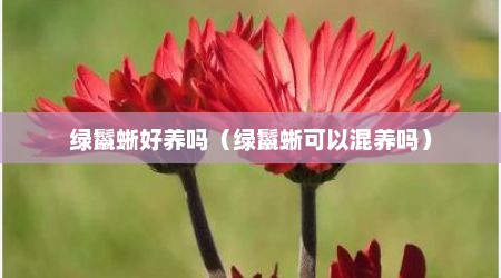 绿鬣蜥好养吗（绿鬣蜥可以混养吗）