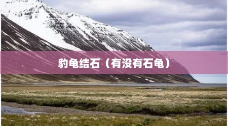 豹龟结石（有没有石龟）