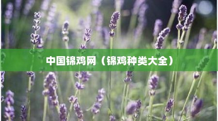 中国锦鸡网（锦鸡种类大全）