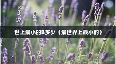 世上最小的B多少（最世界上最小的）