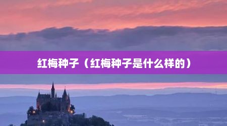 红梅种子（红梅种子是什么样的）