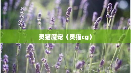 灵猫魔宠（灵猫cg）