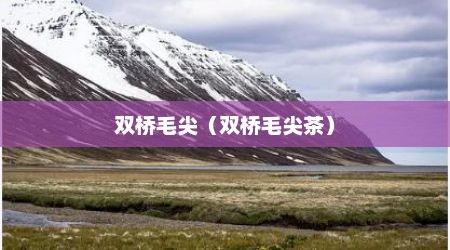 双桥毛尖（双桥毛尖茶）