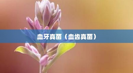 血牙真菌（血齿真菌）