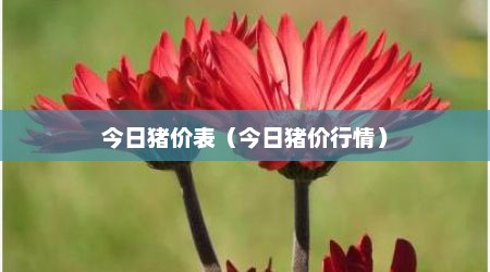 今日猪价表（今日猪价行情）